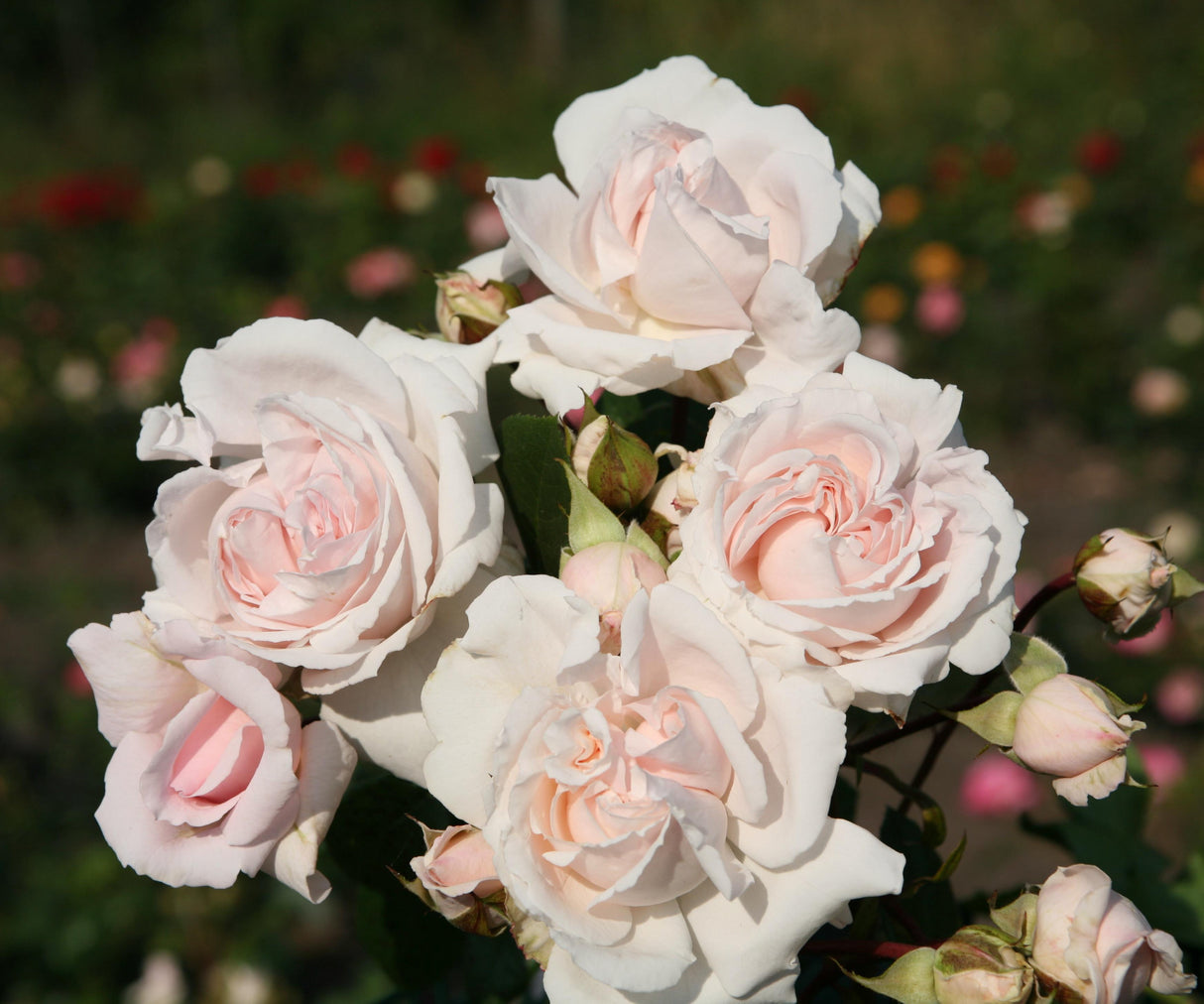 Rosa 'Constance Mozart' BT mit Blüte; Einsatz: ;;ab 11,80 Euro