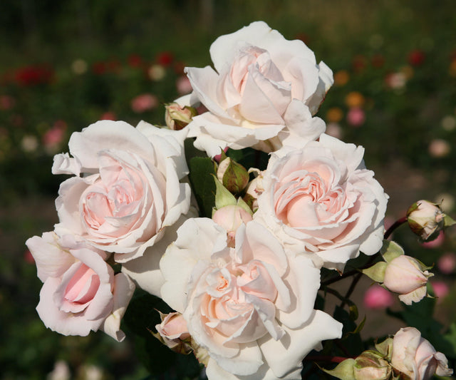 Rosa 'Constance Mozart' BT mit Blüte; Einsatz: ;;ab 11,80 Euro