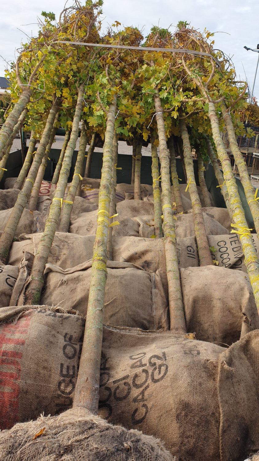 Elsrijk Maple; hier als Ballenpflanze; attraktive Herbstfärbung; Einsatzmöglichkeit z.B. : Bienenweide;;mit zeitnaher Lieferung