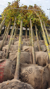 Elsrijk Maple; hier als Ballenpflanze; attraktive Herbstfärbung; Einsatzmöglichkeit z.B. : Bienenweide;;mit zeitnaher Lieferung
