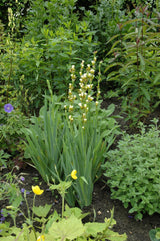 Asphodeline lutea; bienenweide;;ab 0,00 Euro