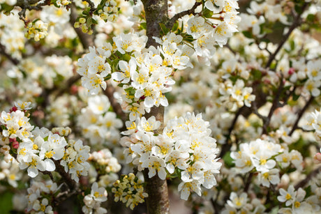 Malus 'Tina' mit Blüte, erhältlich von 40-60 bis 125-150 cm; Einsatz: ;;ab 33,80 Euro
