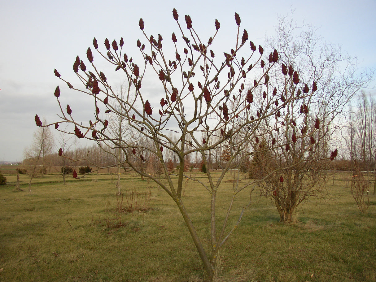 Rhus typhina mit Blüte, erhältlich von 60-100 bis 200-250 cm; Einsatz: ;;ab 13,30 Euro