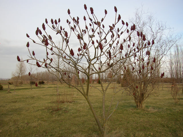 Rhus typhina mit Blüte, erhältlich von 60-100 bis 200-250 cm; Einsatz: ;;ab 13,30 Euro