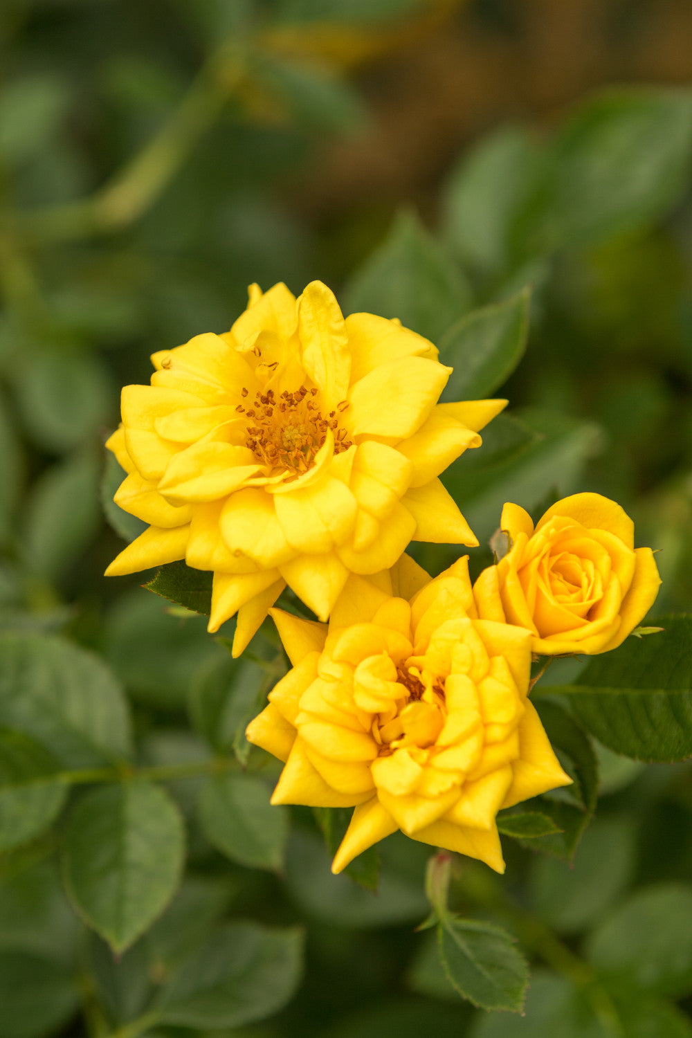 Rosa 'Goldjuwel' Z mit Blüte; Einsatz: ;;ab 8,10 Euro