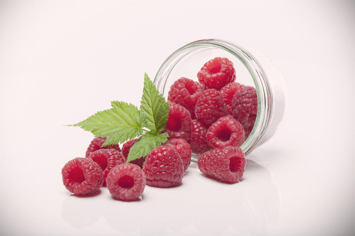Rubus id. 'Himbotop' mit Früchten; Einsatz: ;;ab 20,40 Euro