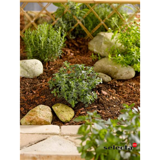 Origanum vulgare 'Hot and Spicy' als Pflanze im Beet; Einsatz: , ;;ab 2,85 Euro