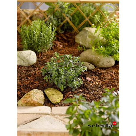 Origanum vulgare 'Hot and Spicy' als Pflanze im Beet; Einsatz: , ;;ab 3,99 Euro
