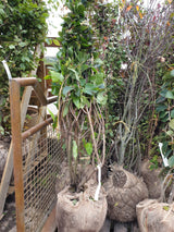 Edelflieder 'Michel Buchner'; vorbereitet für Versand; winterhart; Einsatzmöglichkeit z.B. : Heckenpflanze; erhältlich von 40-60 bis 150-175 cm;;hier kaufen