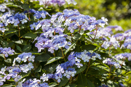 Hydrangea macrophylla 'Mariesii Perfecta' mit Blüte, erhältlich von 40-60 bis 80-100 cm; Einsatz: ;;ab 58,00 Euro