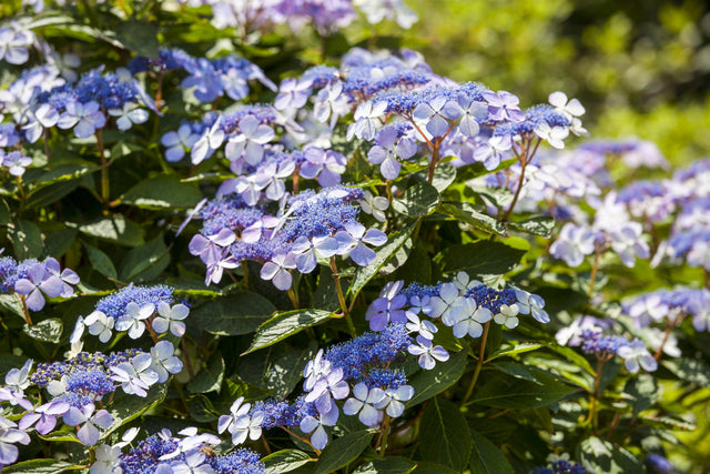 Hydrangea macrophylla 'Mariesii Perfecta' mit Blüte, erhältlich von 40-60 bis 80-100 cm; Einsatz: ;;ab 58,00 Euro