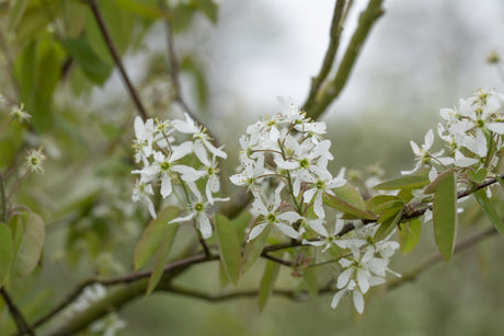 Amelanchier laevis , erhältlich von 60-100 bis 200-250 cm;;ab 21,40 Euro