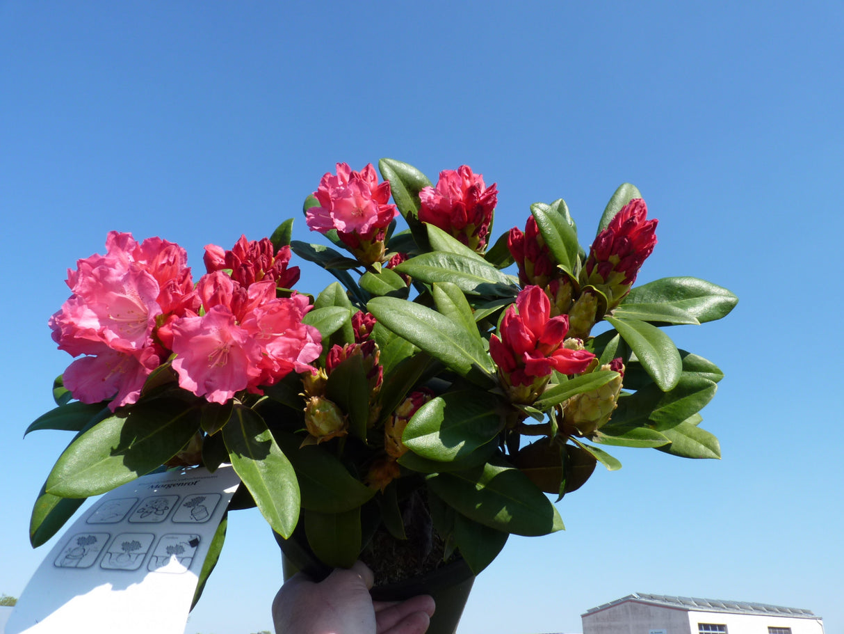 Rhododendron yak. 'Morgenrot' im Topf; Einsatz: Heckenpflanzeimmergrün;;Pflanzen vom Profi