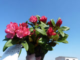 Rhododendron yak. 'Morgenrot' im Topf; Einsatz: Heckenpflanzeimmergrün;;Pflanzen vom Profi