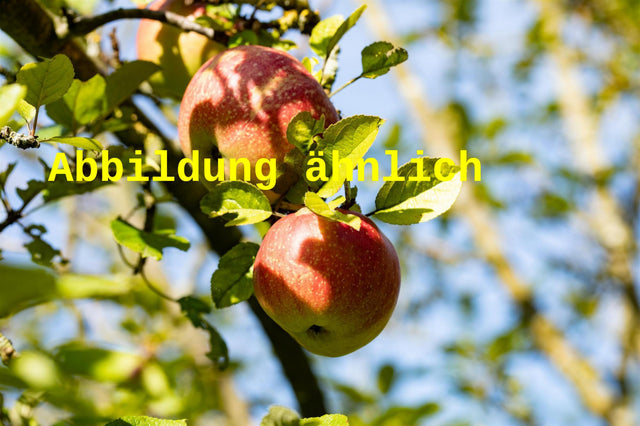 Genaues Foto für Malus 'Renora' folgt; dieses ähnliche Bild dienst der Illustration von Apfel 'Renora'