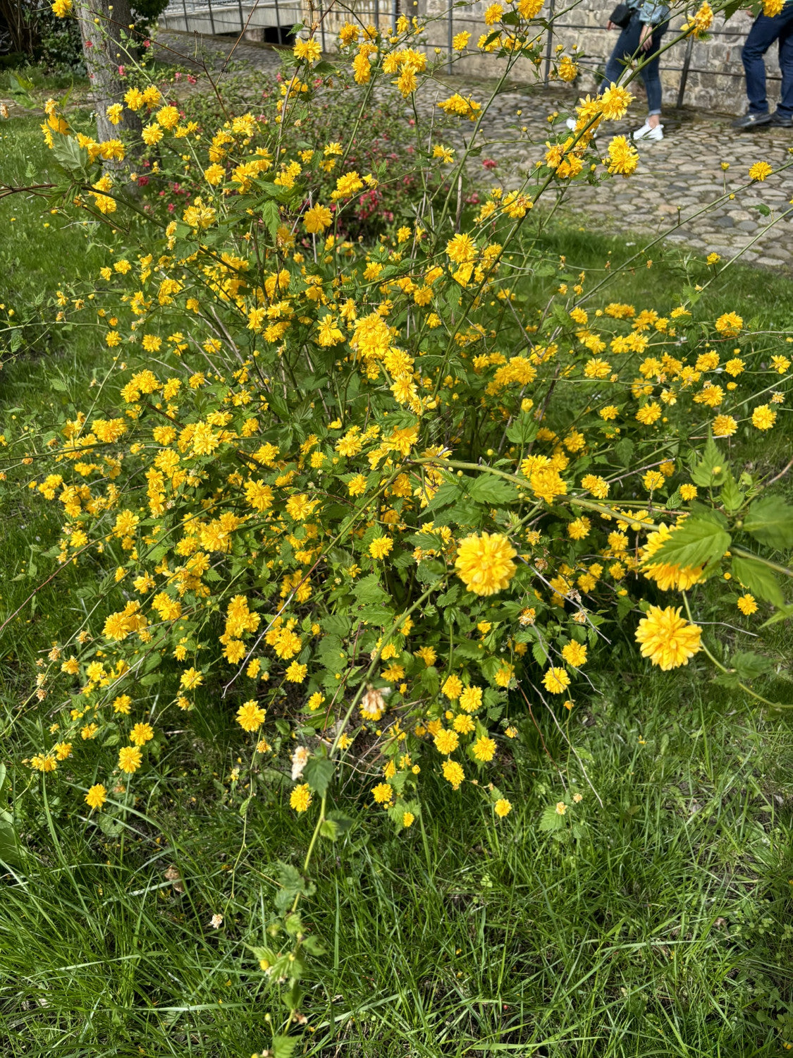 kerria japonica 'flore pleno' , erhältlich als: verschulte Sträucher, Solitärpflegeleicht;;günstig mit Qualität