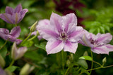 Clematis 'Nelly Moser'; hier mit Blüte; winterhart; Einsatzmöglichkeit z.B. : Rankgerüst; verfügbar in 2 Größen und Varianten;;ab 49,30 Euro
