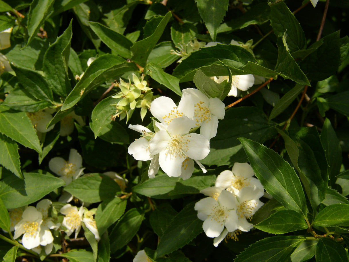 Philadelphus coronarius mit Blüte, erhältlich von 60-100 bis 200-250 cm; Einsatz: ;;ab 5,25 Euro