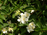 Philadelphus coronarius mit Blüte, erhältlich von 60-100 bis 200-250 cm; Einsatz: ;;ab 5,25 Euro