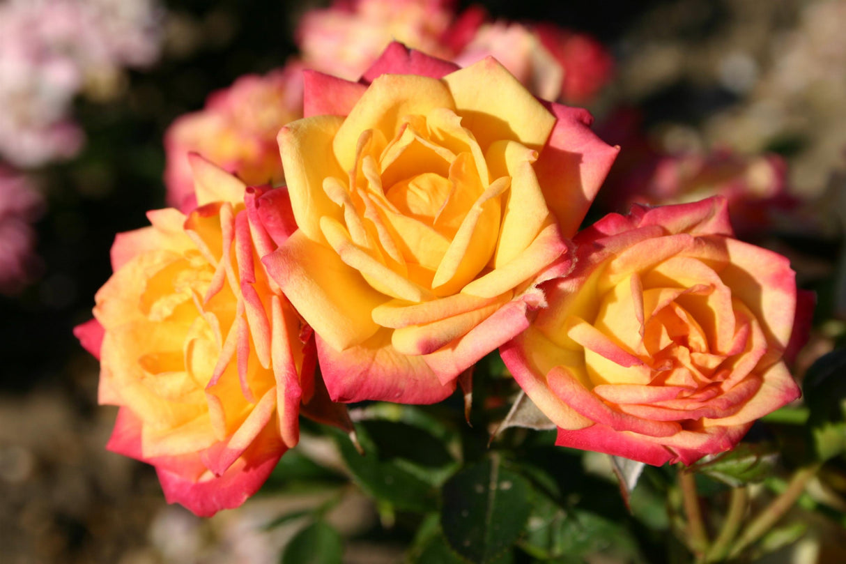 Rosa 'Little Sunset' LILLIPUT Z mit Blüte; Einsatz: ;;ab 8,10 Euro