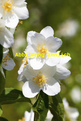 Genaues Foto für Philadelphus 'Belle Etoile' folgt; dieses ähnliche Bild dient der Illustration von Gartenjasmin 'Belle Etoile'