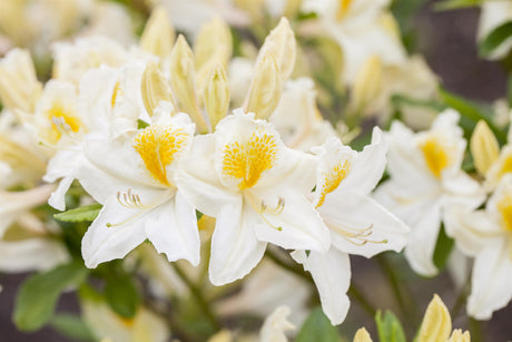 Rhododendron lut. 'Persil' mit Blüte, erhältlich von 30-40 bis 70-80 cm; Einsatz: ;;ab 32,10 Euro