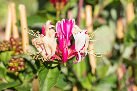 Lonicera periclymenum mit Blüte, erhältlich von 100-150 bis 150-200 cm; Einsatz: ;;ab 37,40 Euro