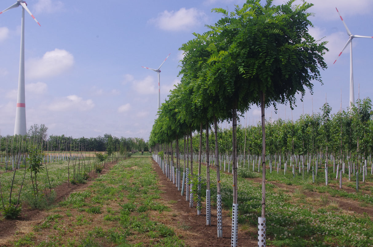 Robinia pseudoac. 'Umbraculifera' , erhältlich von 270-330 bis 450-650 cm;;ab 347,00 Euro
