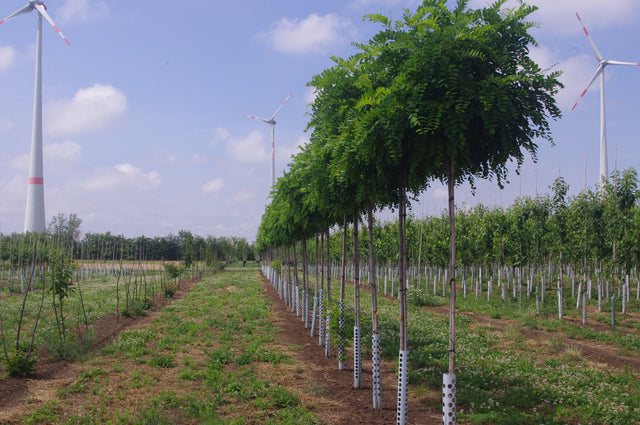 Robinia pseudoac. 'Umbraculifera' , erhältlich von 270-330 bis 450-650 cm;;ab 347,00 Euro