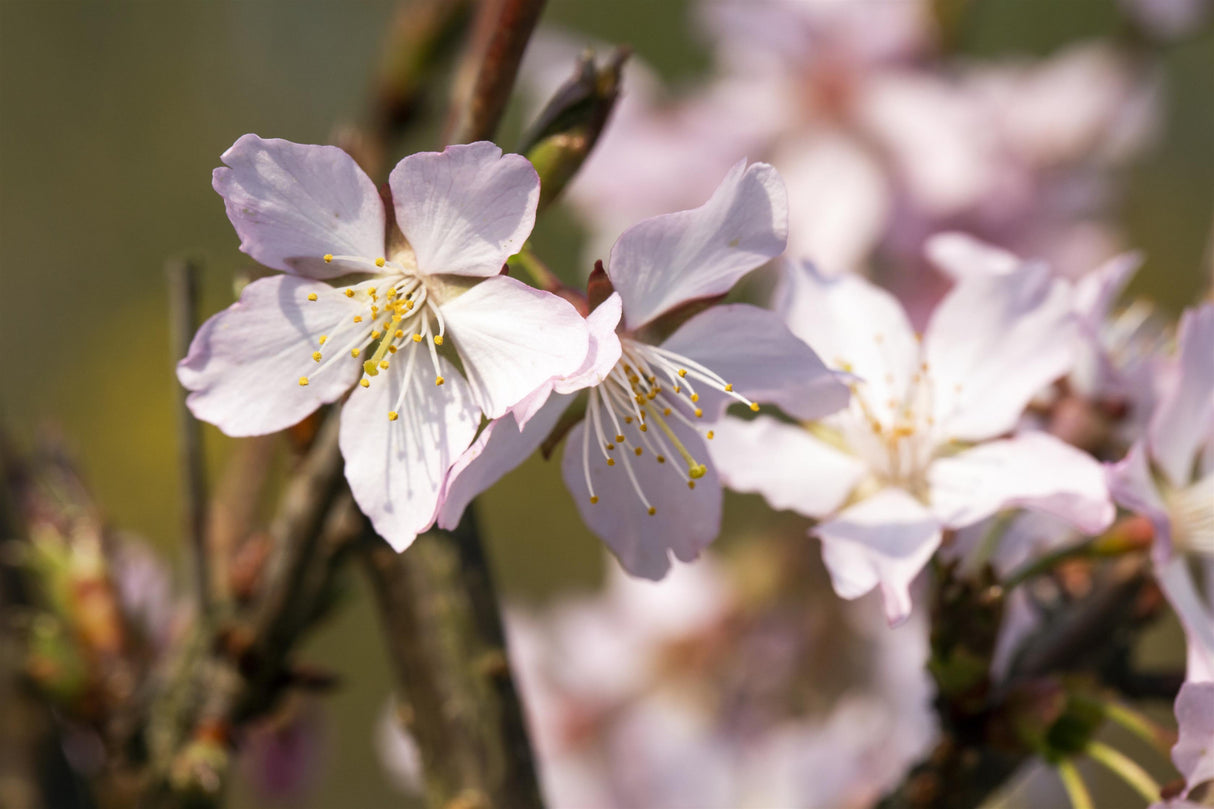 Prunus kurilensis 'Ruby' mit Blüte, erhältlich von 40-60 bis 80- cm; Einsatz: ;;ab 23,90 Euro