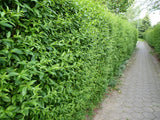 Rainweide als Hecke;;Pflanzen vom Profi