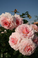 Rosa 'Bremer Stadtmusikanten' STR; hier mit Blüte; winterhart; Einsatzmöglichkeit z.B. : Beete; verfügbar in 2 Größen und Varianten;;ab 15,00 Euro