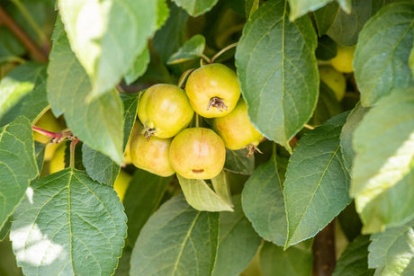 Malus 'Evereste' mit Früchten, erhältlich von 60-100 bis 200-250 cm; Einsatz: ;;ab 16,30 Euro