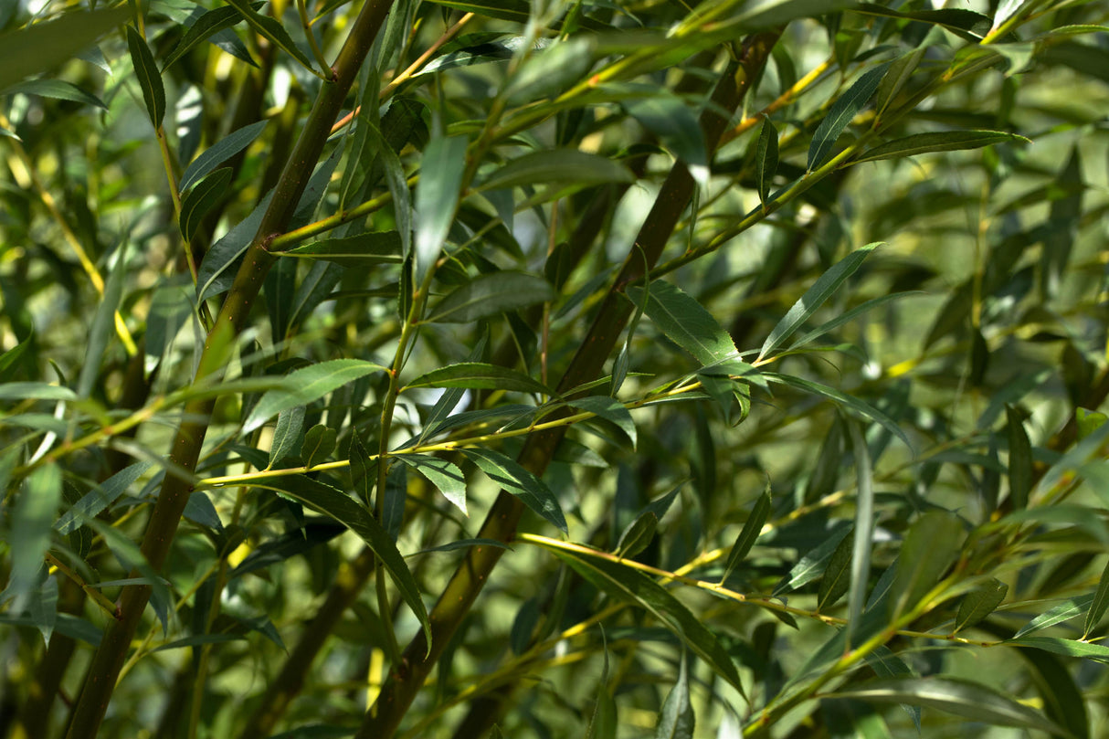 Salix alba 'Belders' mit Belaubung, erhältlich von 270-330 bis 450-650 cm; Einsatz: ;;ab 161,00 Euro