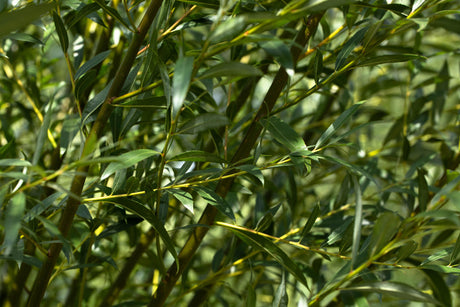 Salix alba 'Belders' mit Belaubung, erhältlich von 270-330 bis 450-650 cm; Einsatz: ;;ab 161,00 Euro