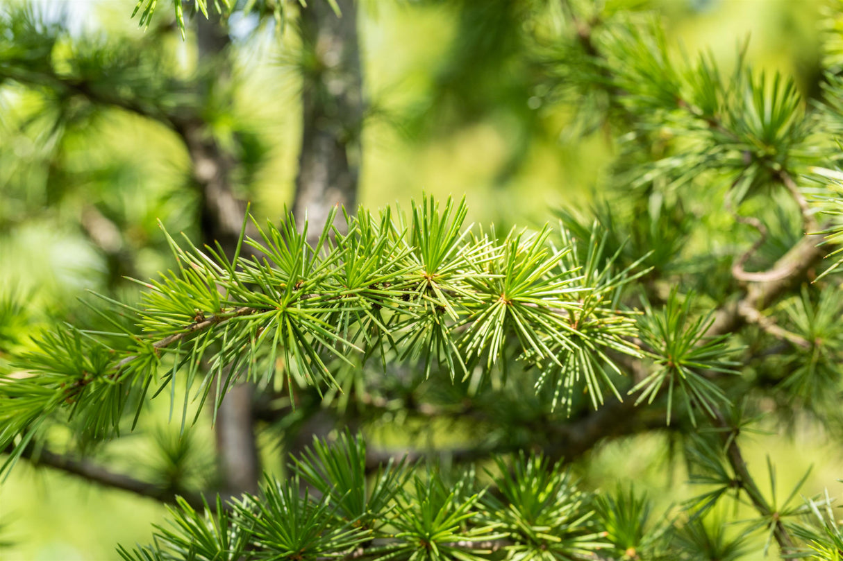 Cedrus libani mit Belaubung, erhältlich von 80-100 bis 125-150 cm; Einsatz: ;;ab 81,50 Euro