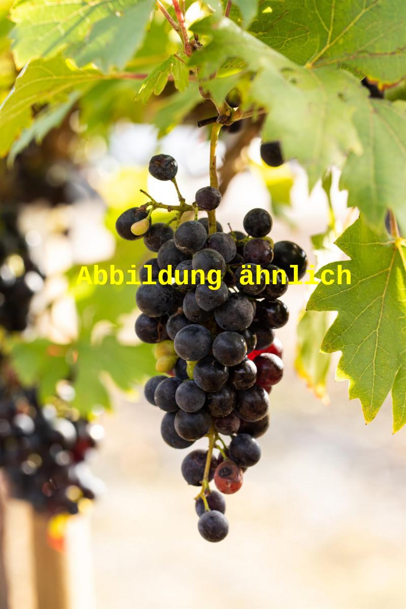 Vitis 'Schwarzriesling' (Weintraube 'Schwarzriesling')