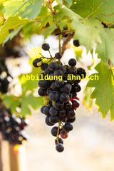 Genaues Foto für Vitis 'Schwarzriesling' folgt; dieses ähnliche Bild dient der Illustration von Weintraube 'Schwarzriesling'