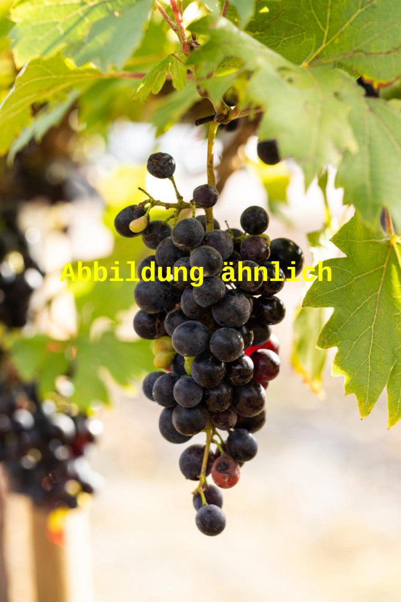 Vitis 'Labrusca' (Tafeltraube 'Labrusca')