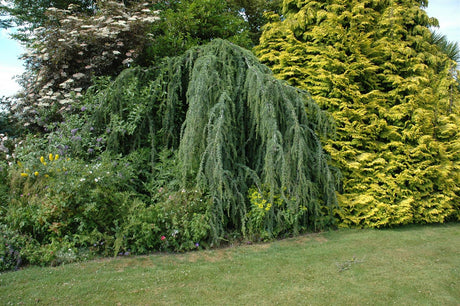 Cedrus atlantica 'Glauca Pendula' als Pflanze im Beet, erhältlich von 40-60 bis 175-200 cm; Einsatz: ;;ab 49,60 Euro