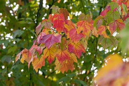 Rotahorn mit Herbstlaub, verfügbar in 12 Größen und Varianten; Einsatz: Zierbaumherbstfärbung;;hier kaufen