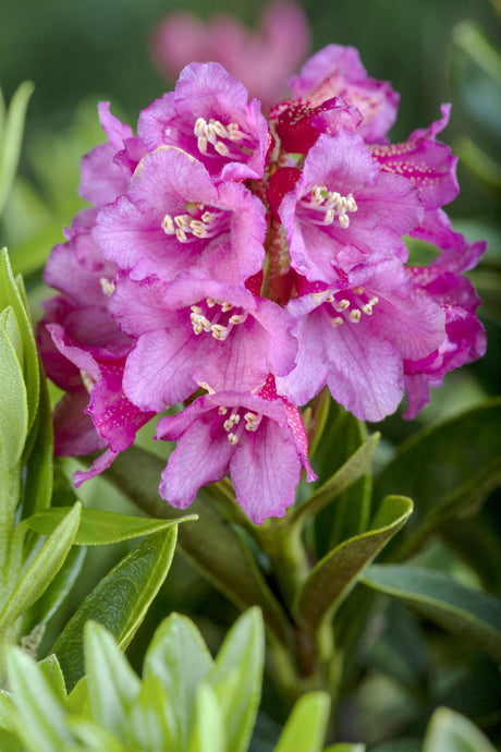 Rhododendron ferrugineum mit Blüte, erhältlich von 20-25 bis 30-40 cm; Einsatz: ;;ab 30,40 Euro