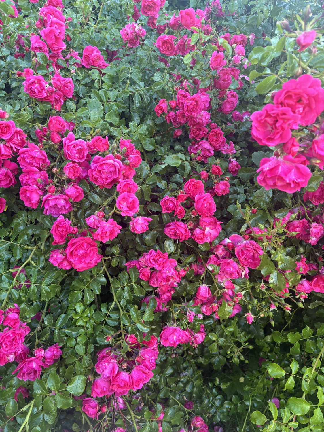 Bodend. Rose 'Heidetraum' ADR-Rose mit Blüte; Einsatz: Bodendeckerwinterhart;;hier kaufen