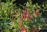 Euonymus europaeus mit Früchten, erhältlich von 40-70 bis 200-250 cm; Einsatz: , ;;ab 1,70 Euro