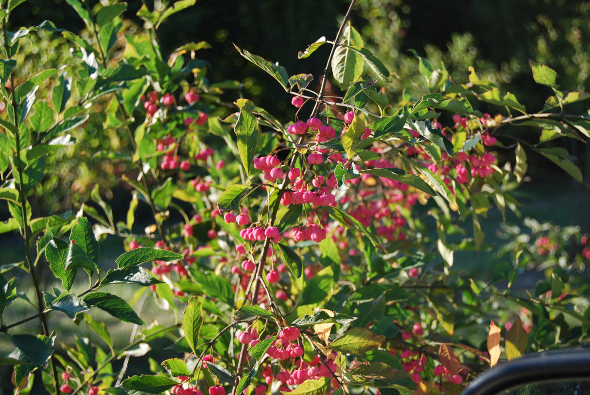 Euonymus europaeus VkG 1 mit Früchten, erhältlich von 40-60 bis 200-250 cm; Einsatz: ;;ab 2,56 Euro