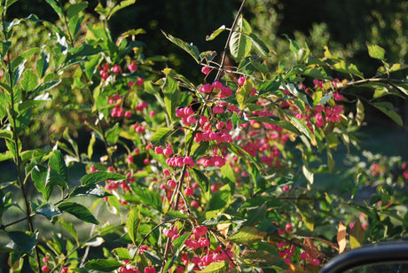 Euonymus europaeus VkG 1 mit Früchten, erhältlich von 40-60 bis 200-250 cm; Einsatz: ;;ab 2,56 Euro