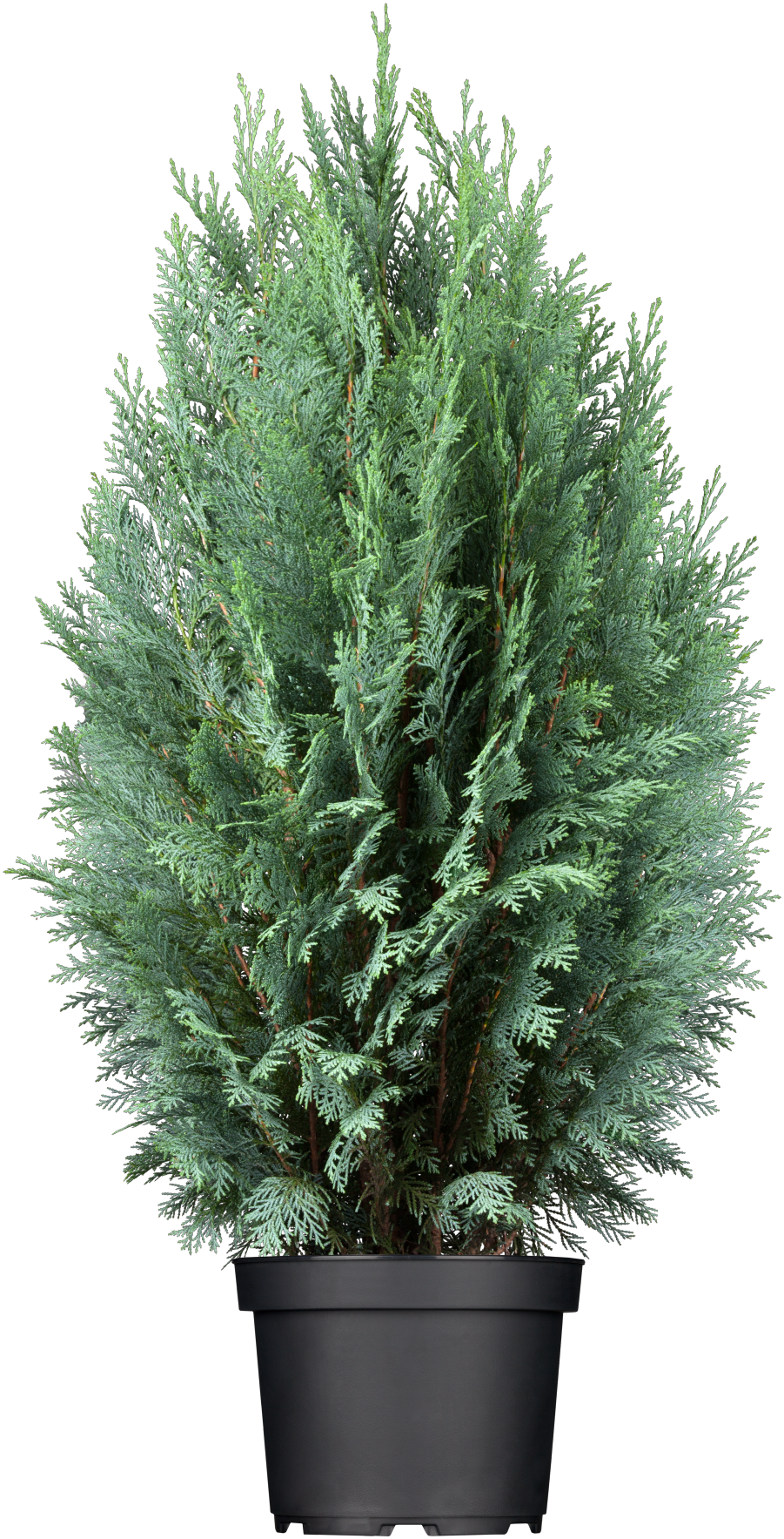Chamaecyparis laws. 'Columnaris' im Topf, erhältlich von 30-40 bis 225-250 cm; Einsatz: ;;ab 12,20 Euro