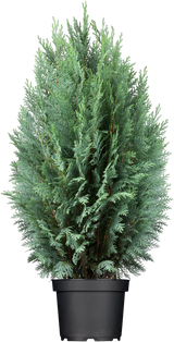 Chamaecyparis laws. 'Columnaris' im Topf, erhältlich von 30-40 bis 225-250 cm; Einsatz: ;;ab 12,20 Euro