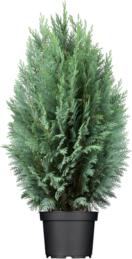 Chamaecyparis laws. 'Columnaris' im Topf, erhältlich von 30-40 bis 225-250 cm; Einsatz: ;;ab 12,20 Euro
