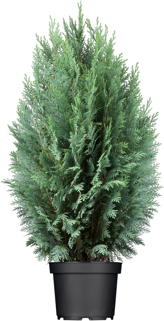 Chamaecyparis laws. 'Columnaris' im Topf, erhältlich von 30-40 bis 225-250 cm; Einsatz: ;;ab 12,20 Euro